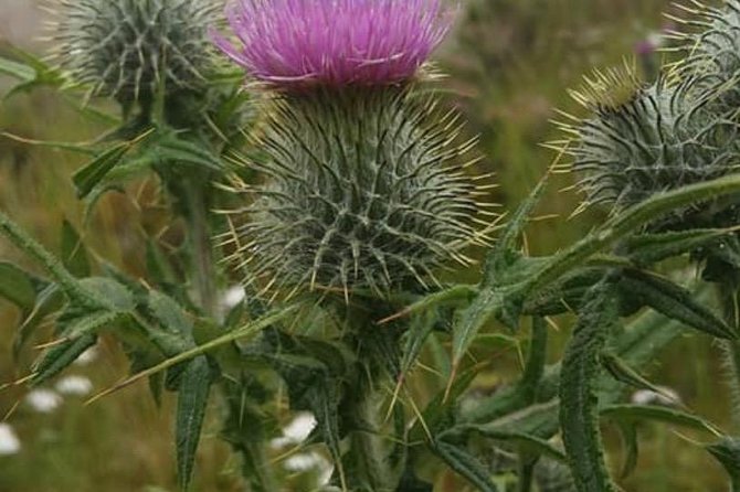 Rob Roy,Mary Queen Of Scots,Castles,Highlands,Lochs,Trossachs,Whisky! - Key Attractions and Experiences