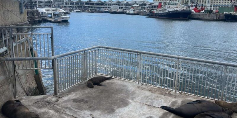 Robben Island and Long Walk To Freedom Historical Day Tour - Key Points