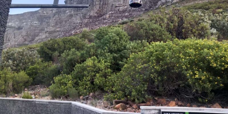 Robben Island and Table Mountain Full-Day Tour in Cape Town - Itinerary and Activities