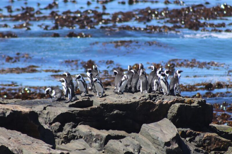 Robben Island, Table Mountain & Kirstenbosch, From Cape Town - Exploring Kirstenbosch Gardens