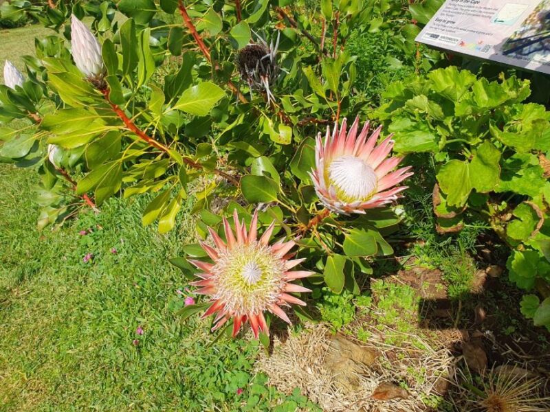 Robben Island, Table Mountain & Kirstenbosch, From Cape Town - Booking and Availability