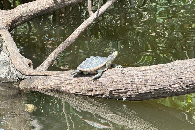 Robinson Preserve Mangrove Tour - Experience Quality and Group Size