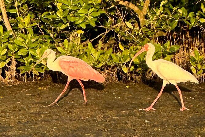 Robinson Preserve Mangrove Tour - Practical Tips for Visitors