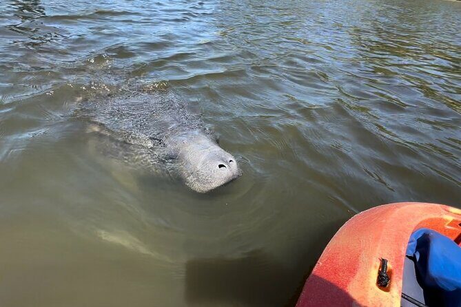 Robinson Preserve Mangrove Tour - Cancellation Policy