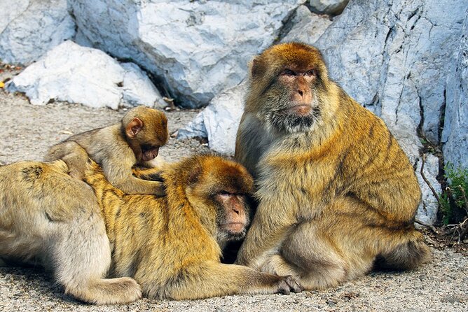 Rock Tour in Gibraltar by Bus With Tickets - Meeting and Pickup