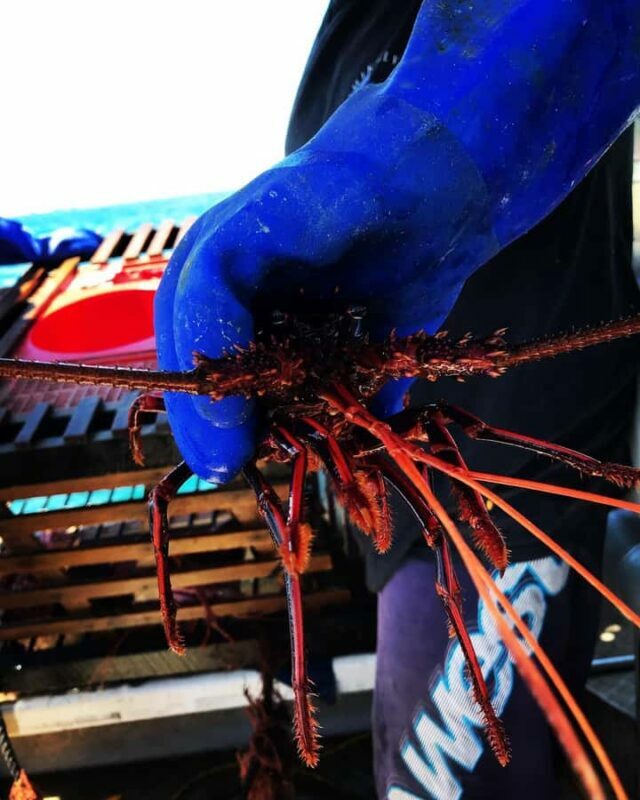 Rockingham: Lobster Catch and Keep Tour with Refreshments - Practical Details and Considerations