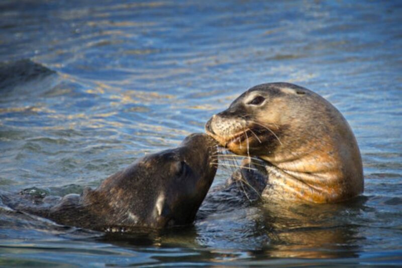 Rockingham: Shoalwater Islands Tour and Penguin Island - Itinerary and Activities
