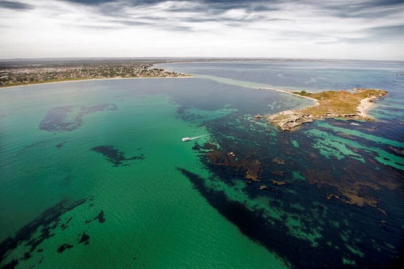 Rockingham: Shoalwater Islands Tour and Penguin Island - Wildlife and Sightings
