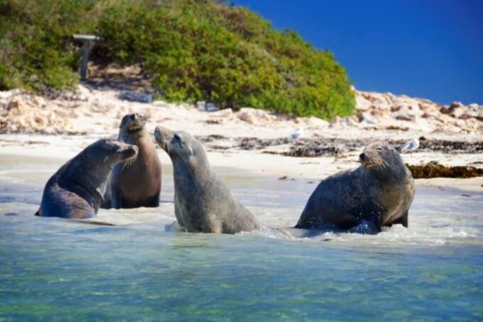 Rockingham: Shoalwater Islands Tour and Penguin Island - Additional Information