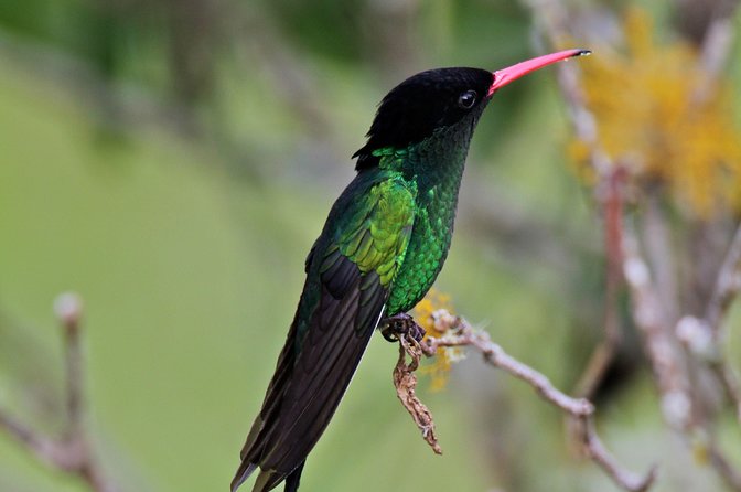Rockland Bird Sanctuary Private Tour - About the Sanctuary