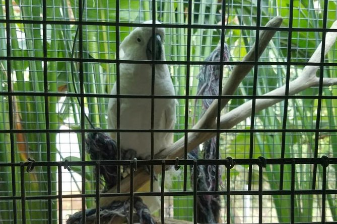 Rockland Bird Sanctuary Private Tour - Scenic Montego Bay Backdrop