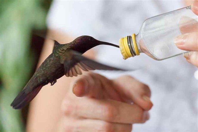 Rocklands Bird Sanctuary and Montego Bay Highlights Tour From Falmouth - Cancellation and Payment Policies