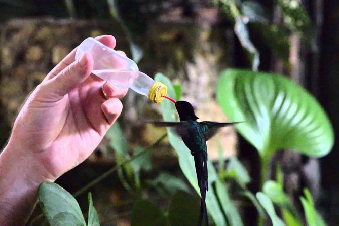 Rocklands Bird Sanctuary and Montego Bay Highlights Tour From Falmouth - Exploring Rocklands Bird Sanctuary