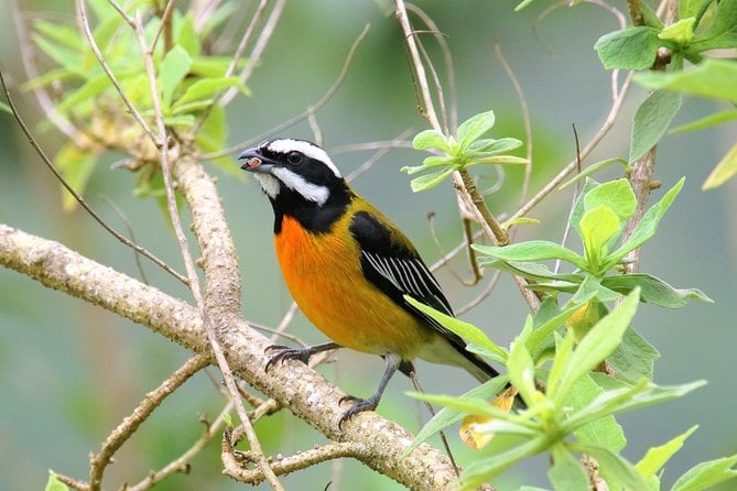 Rocklands Bird Sanctuary and Montego Bay Highlights Tour From Falmouth - Discovering Montego Bay Attractions