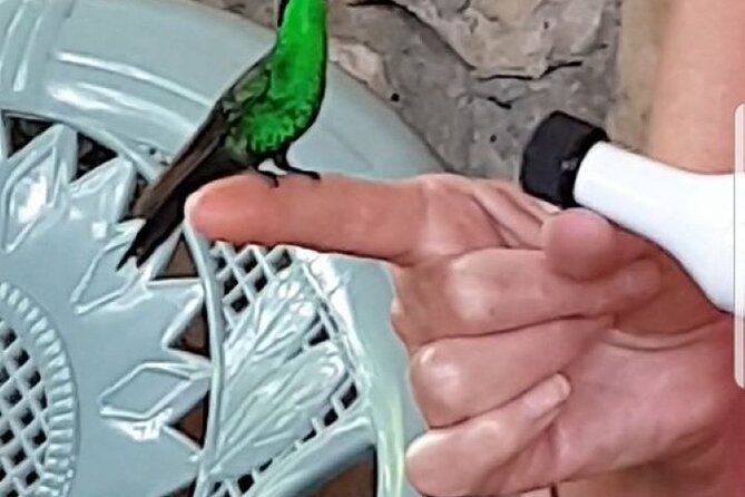 Rocklands Bird Sanctuary & City Highlights Plus Shopping From Grand Palladium - Highlights of the Tour
