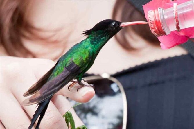Rocklands Bird Sanctuary & City Highlights Plus Shopping From Grand Palladium - Discovering City Highlights and Shopping