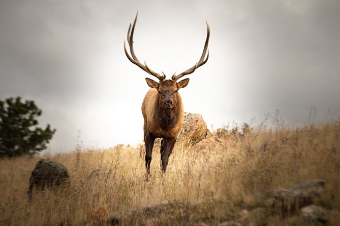 Rocky Mountain National Park: 4 Hr Private Wildlife Driving Tour - Tour Inclusions