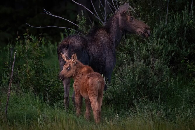 Rocky Mountain National Park: 4 Hr Private Wildlife Driving Tour - Preparing for the Tour