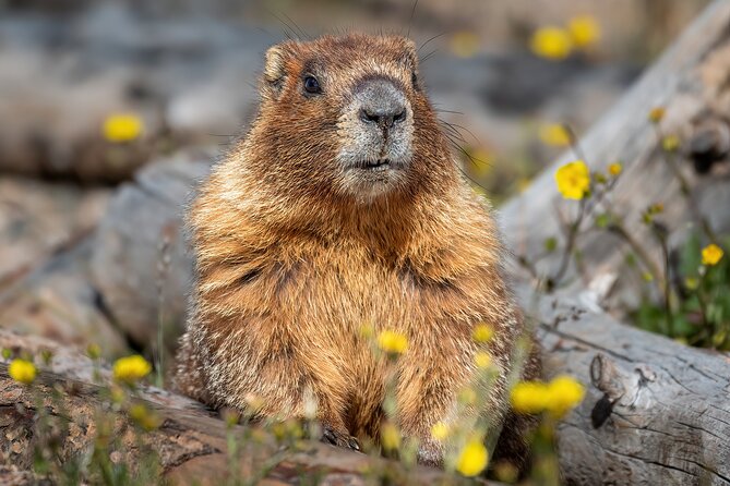 Rocky Mountain National Park: 6 Hr Private Wildlife Driving Tour - Accessibility Options