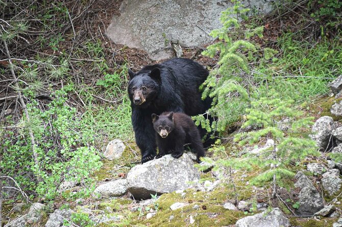 Rocky Mountain National Park: 6 Hr Private Wildlife Driving Tour - Park Overview