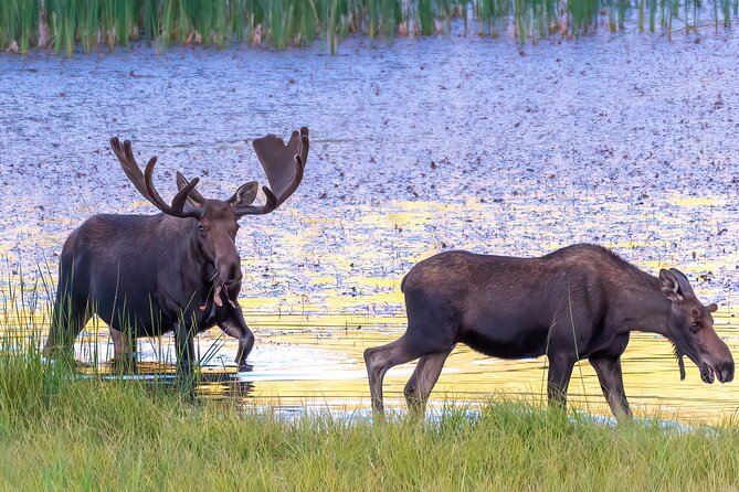 Rocky Mountain National Park: 6 Hr Private Wildlife Driving Tour - Customer Testimonials