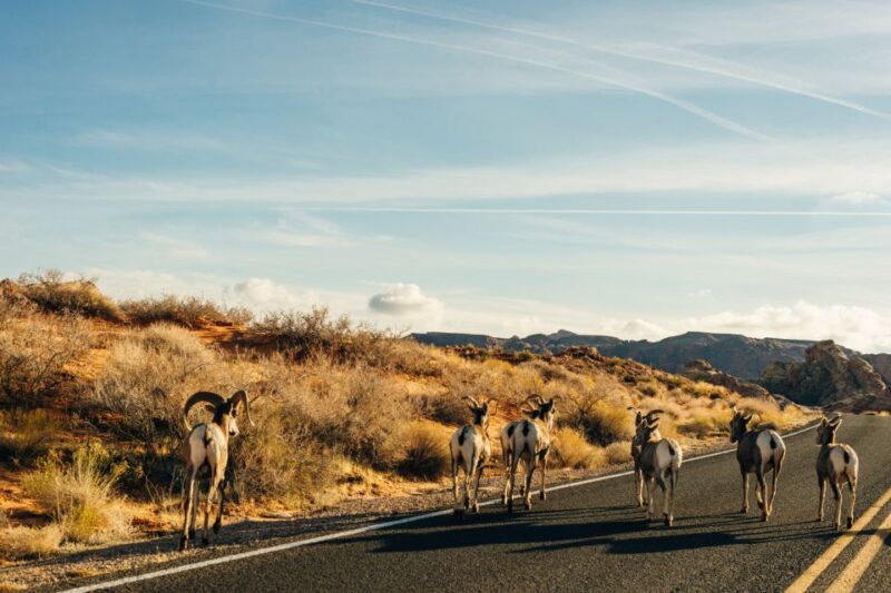 Rocky Mountain National Park: Driving Audio Tour App - Highlights of the Tour Experience