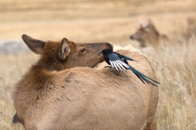 Rocky Mountain National Park: Driving Audio Tour App - Explore Natural Beauty and History