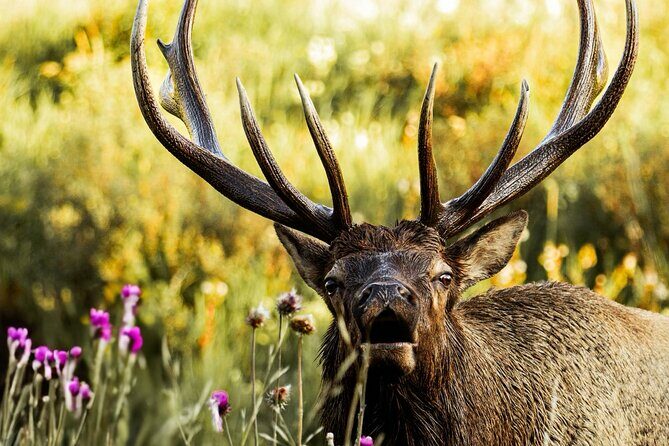Rocky Mountain National Park- Guided Hiking Tour - A Closer Look at the Rocky Mountain National Park Guided Hiking Tour
