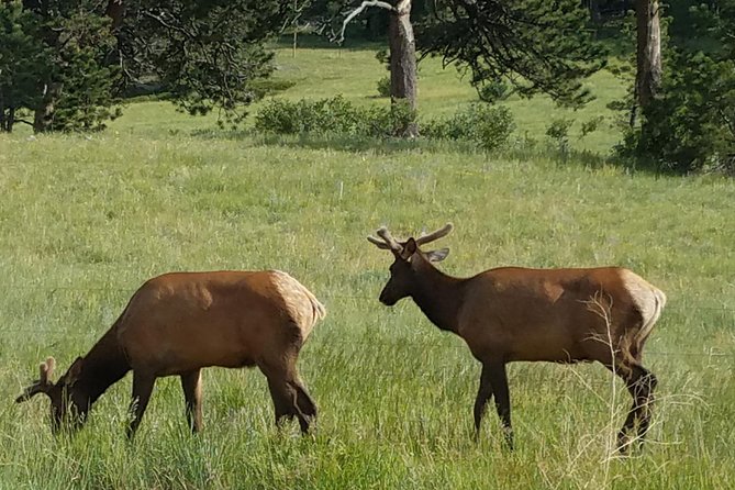 Rocky Mountain National Park in Summer Tour From Denver - Stunning Mountain Views
