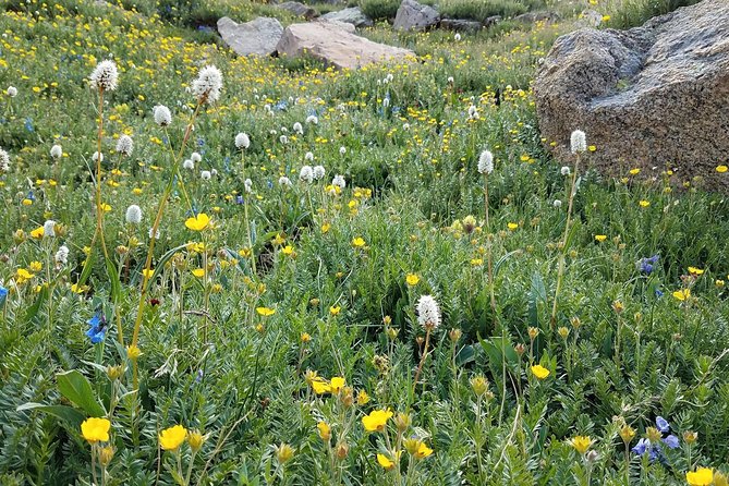 Rocky Mountain National Park in Summer Tour From Denver - Colorado Wildlife Sighting
