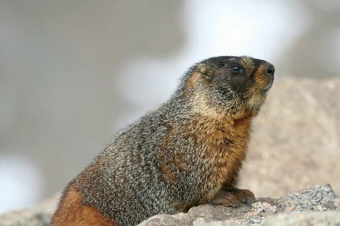 Rocky Mountain National Park The Best of Rocky Tour - FAQs