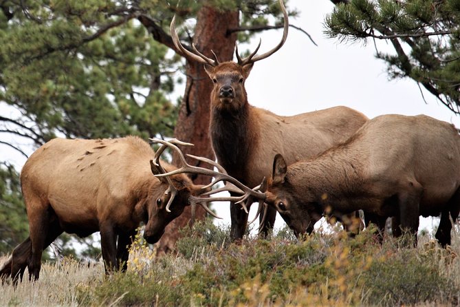 Rocky Mountain National Park Tour From Denver - Tour Overview