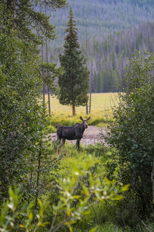 Rocky Mountain: Private Guided Day Tour From Denver/Boulder - Experience Highlights