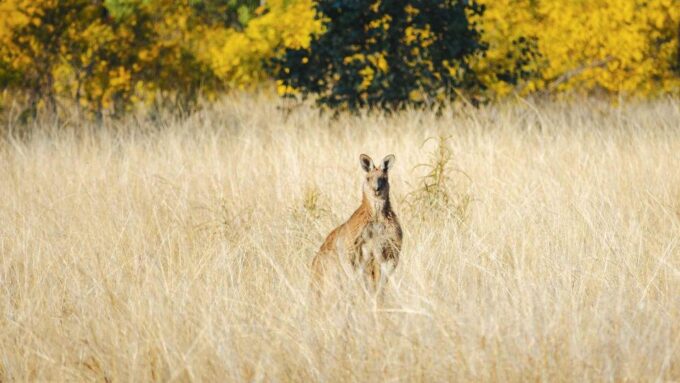 Roma: Lost World Carnarvons and Wallaroo Day Tour - Recap