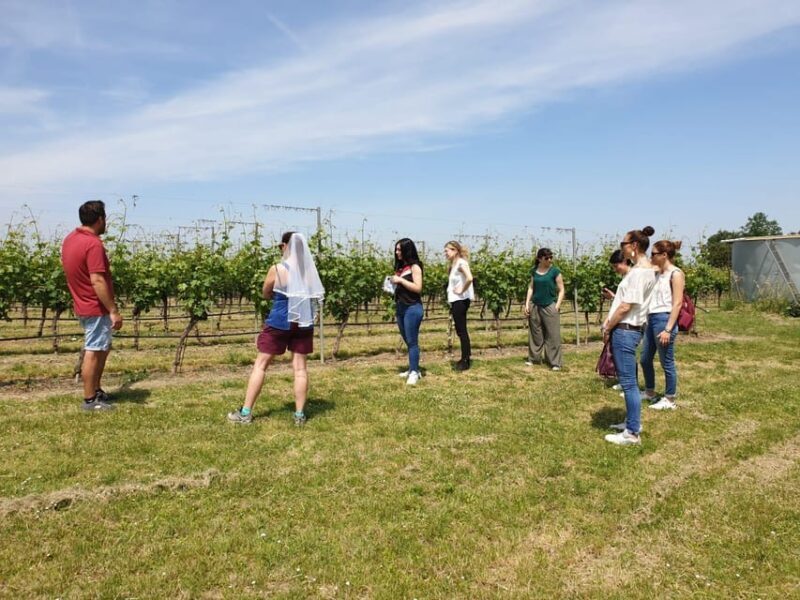 Romagna: Wine Tour With the Winemaker - Key Points