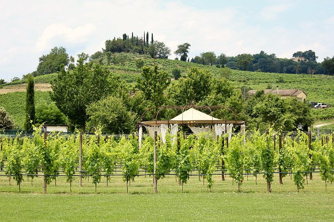 Romantic Lunch in the Vine Rows in Tuscany - Customer Reviews and Feedback