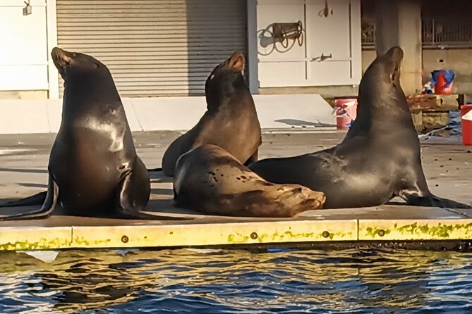 Romantic Luxury Boat Cruise With Wine Cheese Sea Liontours - Playful Sea Lion Encounters