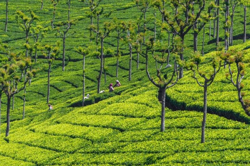 Romantic Trip to Ooty, Kodaikanal & Munnar 7 Days 6 Nights - Arrival and Transfer