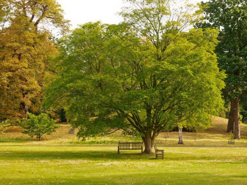 Romantic Walks in Roslin: A Scottish Love Story - Itinerary Highlights