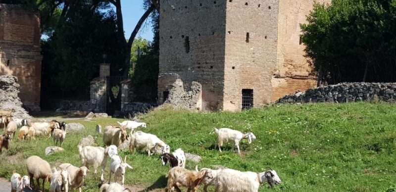 Rome: Appian Way Ebike Tour Aqueducts, Catacombs & Lunch Box - Key Points