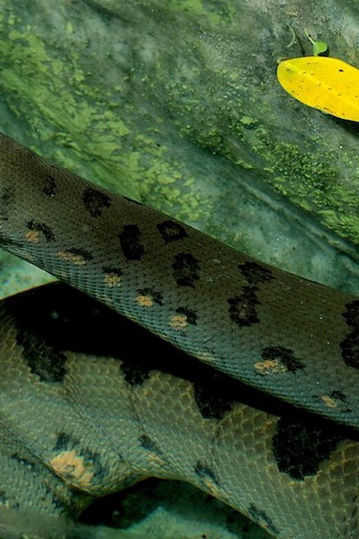 Rome: Bioparco Di Roma Zoological Garden Entry Ticket - Ticket Pricing and Entry Information