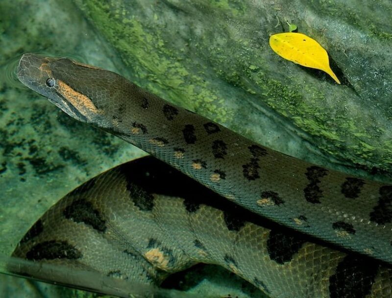 Rome: Bioparco Di Roma Zoological Garden Entry Ticket - Customer Reviews and Feedback