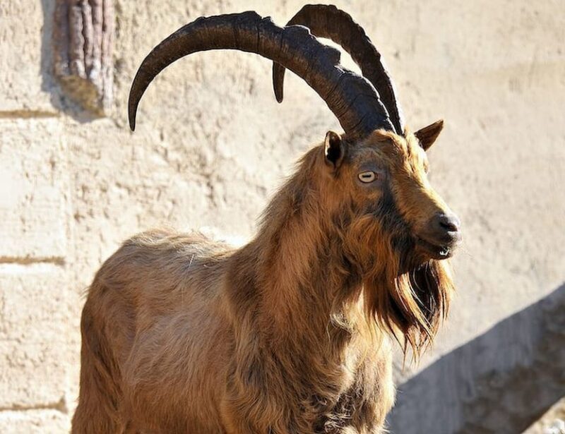 Rome: Bioparco Di Roma Zoological Garden Entry Ticket - Additional Tips for a Great Day at the Zoo