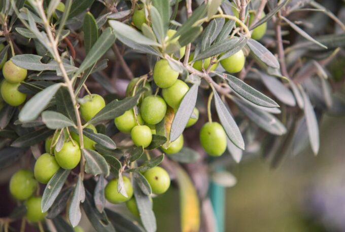 Rome: Masterclass Extra Virgin Olive Oil & Table Olives - Production and Health Benefits