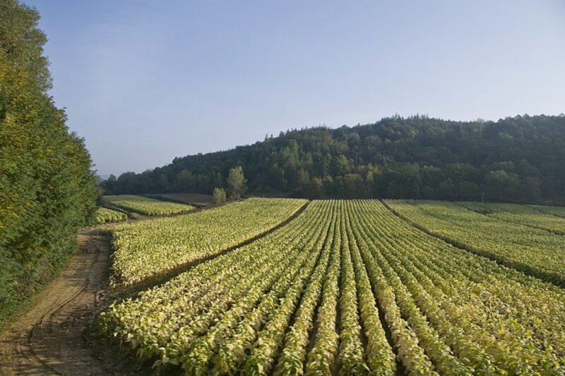 Rome: Wine Tasting and Pizza Making Class at a Vineyard - Itinerary and Experience
