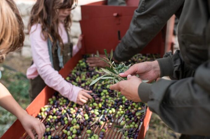 Ronda and Olive Oil Tasting: Small Group Tour From Malaga - Transportation and Accommodations