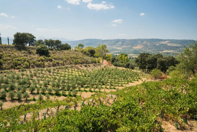 Ronda and Olive Oil Tasting: Small Group Tour From Malaga - Frequently Asked Questions