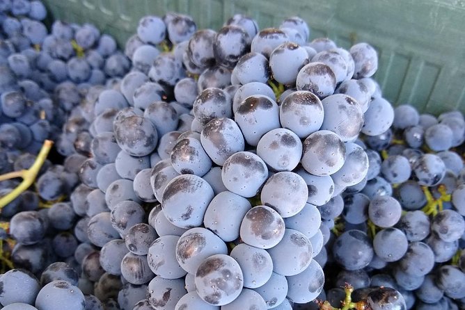 Ronda Full Day Wine Tour From Marbella - Exploration of Ronda