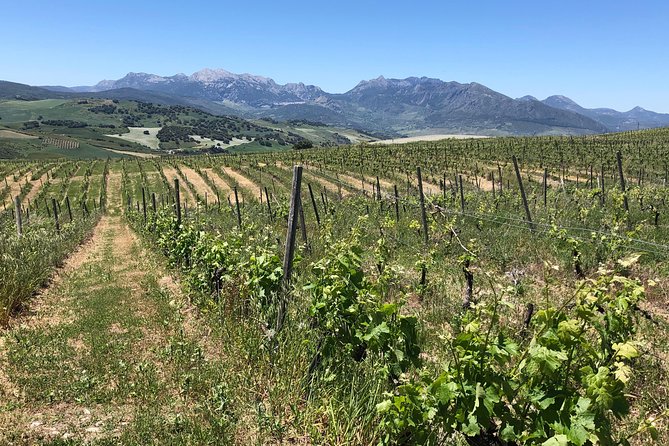 Ronda Full Day Wine Tour From Marbella - WSET-Certified Guide Expertise