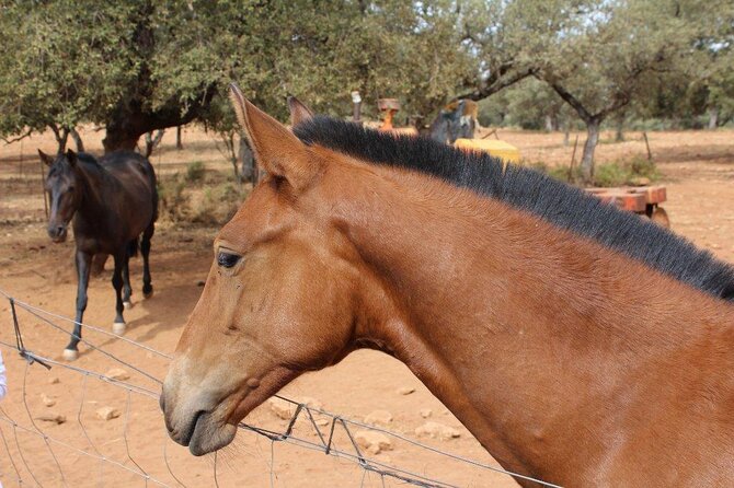 Ronda Nature Reserve Guided Tour - Key Points